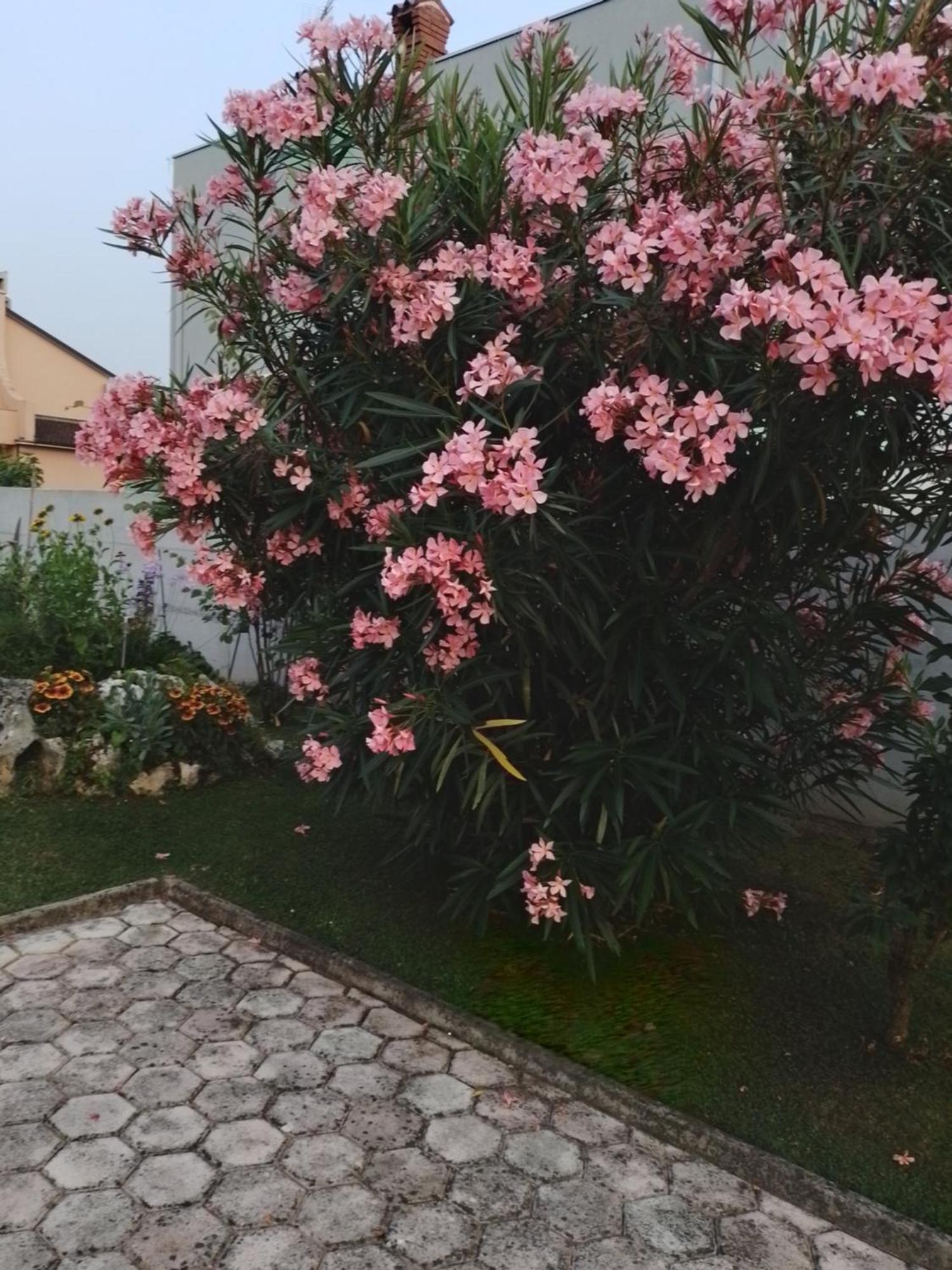 Apartman Olga Umag Exterior foto